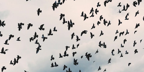 Birds web 2000x900