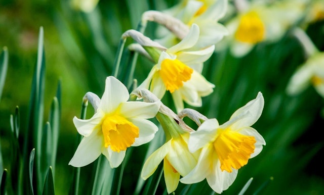 Daffodils 1200x768