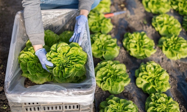 Lettuces i Stock 645971294 smaller