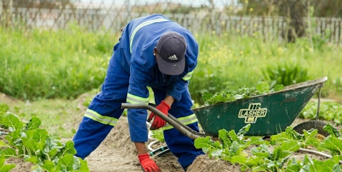 FWWA veg picking web 2000x900