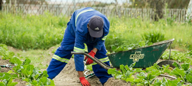 FWWA veg picking web 2000x900