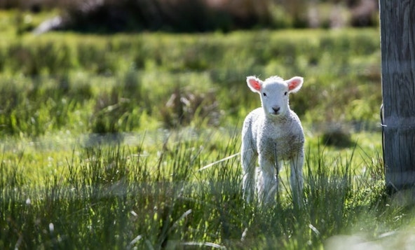 Lamb 1200x768