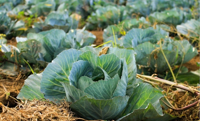 Lettuce image